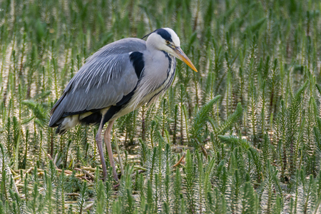Grey heron (Ardea cinerea) hunting amongst vegetation. Large water bird in the family Ardeidae looking for fish in lakeの写真素材