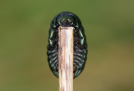 Bloody-nosed beetle (Timarcha tenebricosa) larva underside. Larval stage of beetle in the family Chrysomelidae, found feeding on bedstraws (Galium sp.)の写真素材