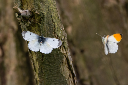 Orange-tip butterflies (Anthocharis cardamines) before mating. Pair of insects in the family Pieridae, with female presenting genitalia for copulation with male in flightの写真素材