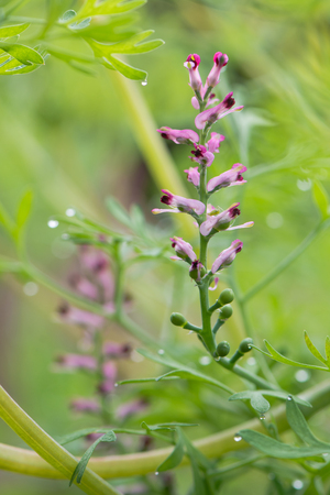 Common fumitory (Fumaria officinalis) plant in flower. A scrambling annual plant in the poppy family Fumariaceae with purple and white flowersの写真素材