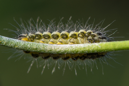 Narrow-bordered five-spot burnet moth (Zygaena lonicerae) caterpillar underside. A yellow and black moth larva in the family Zygaenidae, showing detail of hooks on feetの写真素材