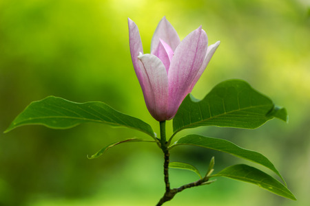 Magnolia grandiflora 'Heaven scent' flowers. Magenta blossom of ornamental shrub in the family Magnoliaceae, flowering in the UK in springの写真素材