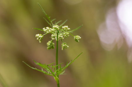 Pignut (Conopodium majus) in flower. Umbel of white flowers of plant is in the carrot family, Apiaceae, growing in a British woodlandの写真素材