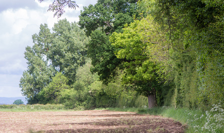 British ancient woodland edge abutting arable land. Narrow transition zone between Lower Woods and field, showing abrupt change in flora and land useの写真素材