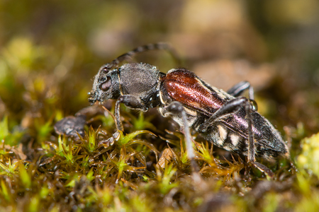 Longhorn beetle (Anaglyptus mysticus) profile. Distinctive British beetle in the family Cerambycidae, on mossの写真素材