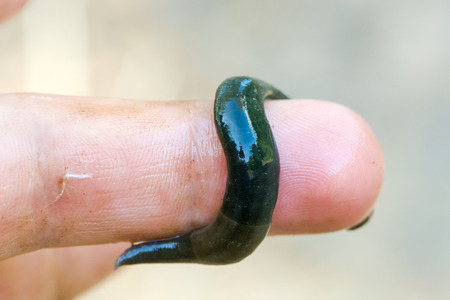 Horse leech (Haemopis sanguisuga) on finger. Large greenish leech in the family Hirudidae on man's...