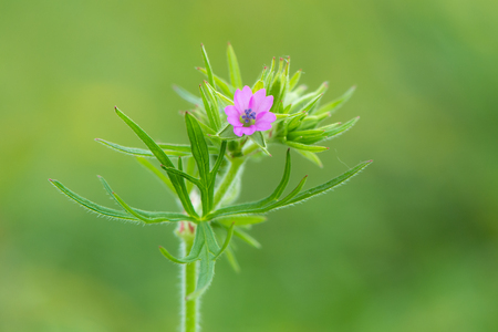 Cut-leaved crane's-bill (Geranium dissectum) leaves and flower.Pink flower on plant in the family Geraniaceae growing in a British meadowの写真素材