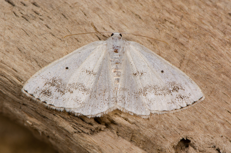 Clouded silver (Lomographa temerata) moth. British insect in the family Geometridae, the geometer moths, at rest on woodの写真素材