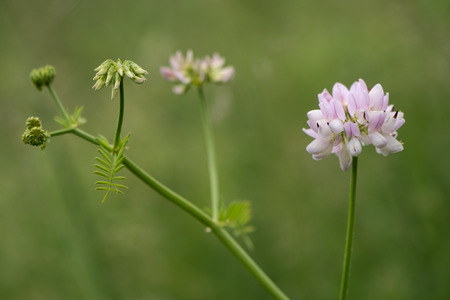 Crown vetch (Securigera varia) plant in flower. Pale lilac flowers on clambering plant in the pea family (Fabaceae), naturalised in the UKの写真素材