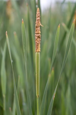 Lesser bulrush (Typha angustifolia) flower spike. Pollen producing male structure above female part on plant in the family Typhaceae, aka lesser reedmaceの写真素材