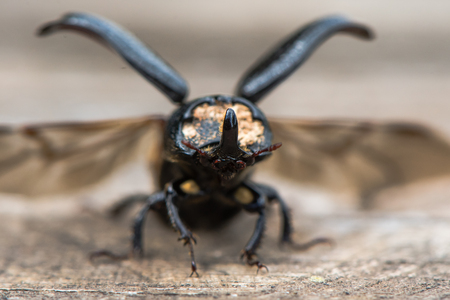 Rhinocerous beetle (Sinodendron cylindricum) taking flight. Male insect in family Lucanidae with the horn clearly visible as wings are open at take offの写真素材