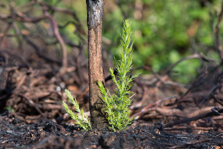 Gorse (Ulex europaeus) regrowth after burning. New growth at base of plant after area of heathland burnt to prevent vegetative successionの写真素材