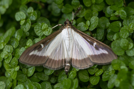 Box tree moth (Cydalima perspectalis). Insect in the family Crambidae, introduced into Europe and a pest species of box (Buxus sp.)の写真素材