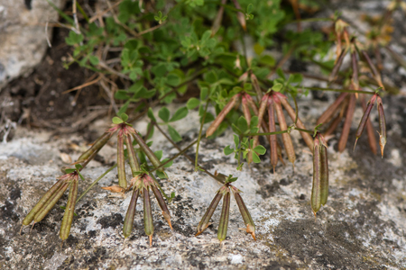 Common bird's-foot trefoil (Lotus corniculatus) seed pods. Distinctive seed capsules of plant in the pea family (Fabaceae), growing in British meadowの写真素材