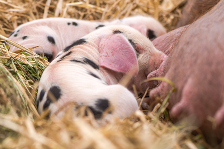 Oxford Sandy and Black piglets suckling. Four day old domestic pigs outdoors, with black spots on pink skinの写真素材