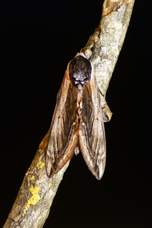 Privet hawk-moth (Sphinx ligustri) from above on black. Large British hawk moth in the family Sphingidae at risk on dead woodの写真素材