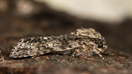 British moth in the family Noctuidae well camouflaged against backgroundの写真素材