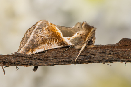 British moth in the family Drepanidae attracted to light in Bath, Somerset, UKの写真素材
