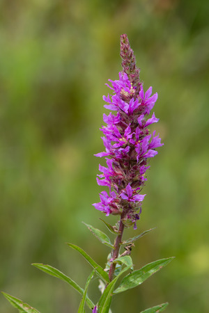 Flower spike of plant in the family Lythraceae, associated with wet habitatsの写真素材