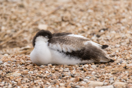 Large black and white wader in the avocet and stilt family, Recurvirostridaeの写真素材