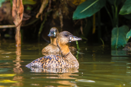 Nominate subspecies of bird in the family Anatidae swimming on pondの写真素材