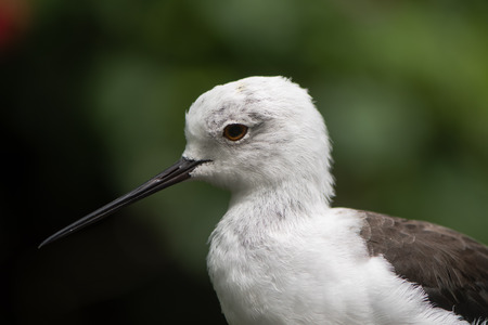 Long-legged wader in the family Recurvirostridae, aka common or pied stiltの写真素材