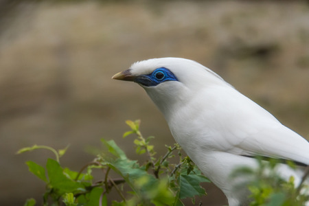 Critically endangered bird aka Rothschild's mynah, Bali starling, or Bali mynahの写真素材