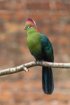 Bird in the family Musophagidae from tropical East Africa, aka Kulukuluの写真素材