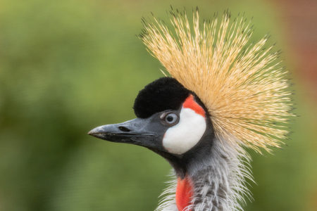National bird of Uganda in the family Gruidae, close up of head and neckの写真素材