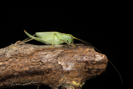 Adult female British cricket in the family Tettigoniidae, order Orthoptera, on branch against blackの写真素材