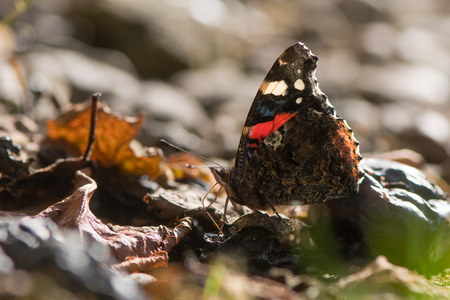 Red admiral butterfly (Vanessa atalanta) feeding on fallen fruit. Insect in the family Nymphalidae at rest using proboscis to take sugar from plums under treeの写真素材