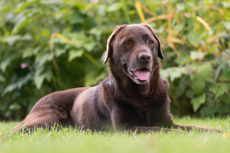 Chocolate labrador lying down. Brown dog on grass in front of flowersの写真素材
