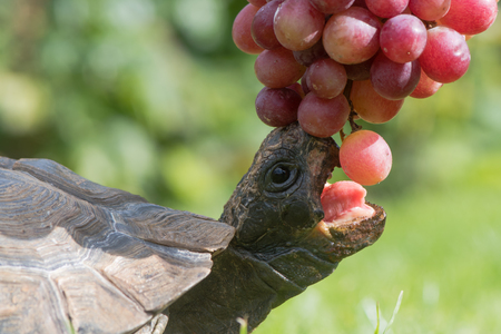 Tortoise with mouth open eating grapes. Pet tortoise showing beak and tongue as it stretches to take fruitの写真素材