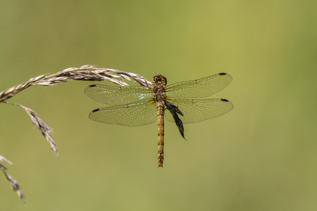 Common darter (Sympetrum striolatum) on grass, dorsal view. Female dragonfly in the family Libellulidaeの写真素材