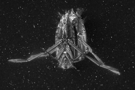 Pair of predatory aquatic true bugs in the family Notonectidae, also known as water boatmen, in copの写真素材