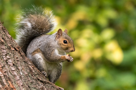 Rodent in the family Sciuridae eating biscuit sitting on coniferの写真素材