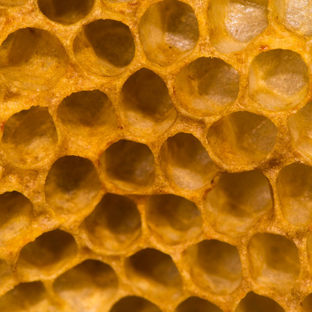 Detail of honey comb showing empty cells. Hexagonal structure within bee hive of European honey bee (Apis mellifera), in the family Apidaeの写真素材
