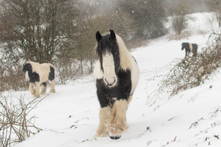 Three Irish Cob ponies walking in heavy snow. Black and white horses in field with snowfall, in Bath, UKの写真素材