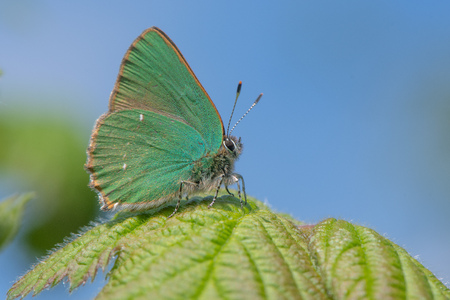 Green Hairstreak (Callophrys rubi) male at rest. Butterfly in the family Lycaenidae, at rest with wings closed showing green undersideの写真素材
