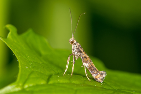 Small insect in the family Gracillariidae, which can be a pest on lilac and privetの写真素材