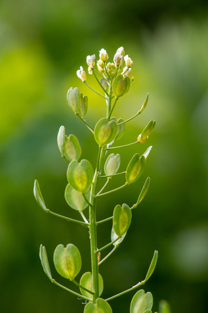 Field penny-cress (Thlaspi arvense) flowers and fruit. Arable weed in the family Brassicaceae, showing broadly winged seed podsの写真素材