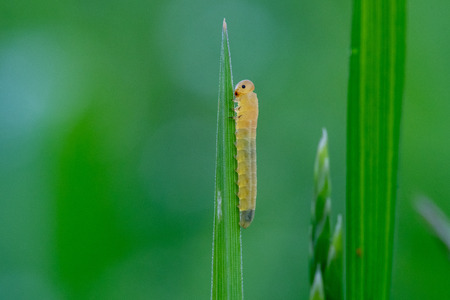 Sawfly larva on cock's-foot grass (Dactylis glomerata). Insect in the Order Hymenoptera, suborder Symphyta, feeding on common grass in British meadowの写真素材