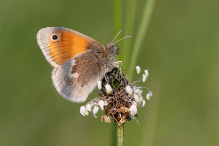 Small heath butterfly (Coenonympha pamphilus) on plantain. Small grassland butterfly in the family Nymphalidae nectaring in Wiltshire, UKの写真素材