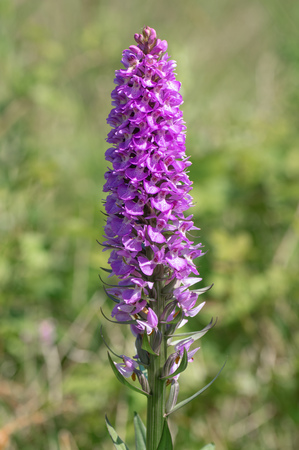 Plant in the family Orchidaceae in flower in British grasslandの写真素材