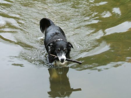 fetch & carryの写真素材