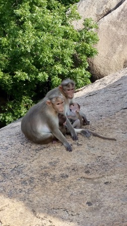A family of monkeys in Mamallapuram, Indiaの写真素材