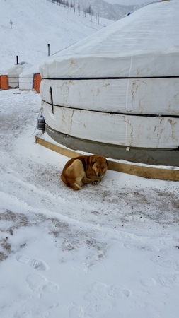 A guard dog watches over a nomad camp in Mongoliaの写真素材
