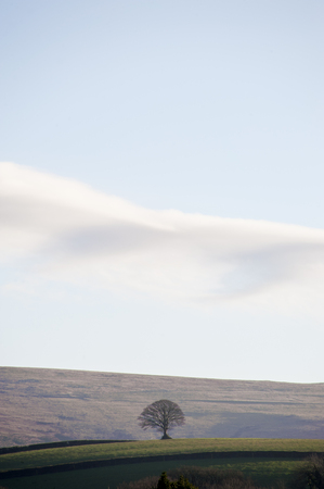 lone tree on a hill against moors and skyの写真素材
