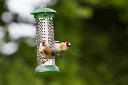 Two Goldfinch (Carduelis Carduelis) feed on Garden Feeder of Sunflower Heartsの写真素材