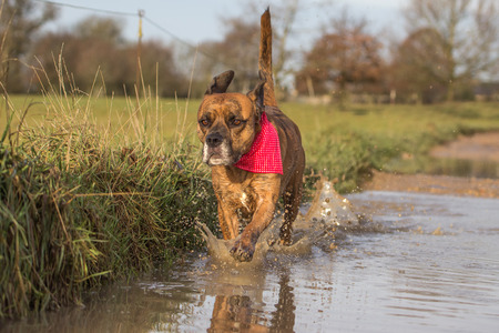 Cute Dog runs through puddle wearing bandana in countryside settingの写真素材